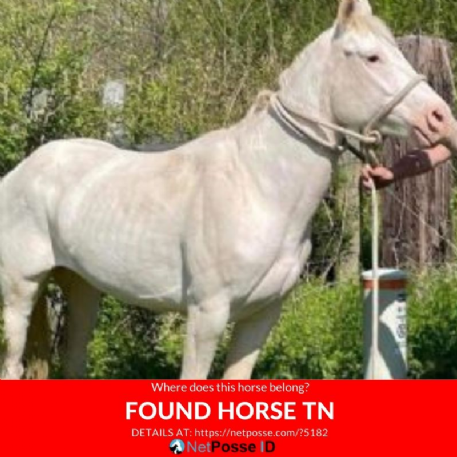 FOUND Quarter horse Horse