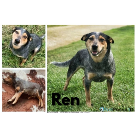 RECOVERED Dog - Ren