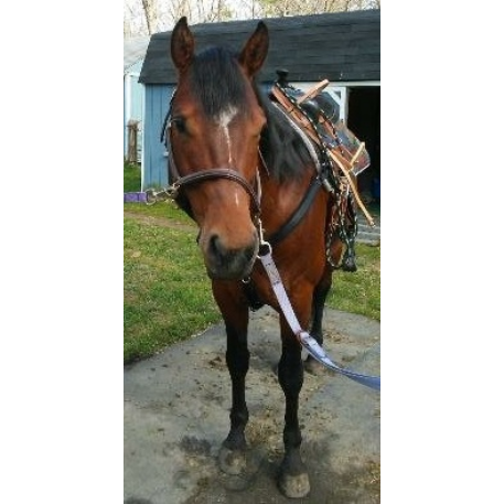 MISSING Horse - Cash