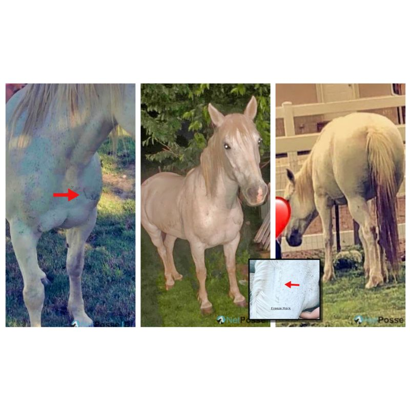 NetPosse ID Lost Horse, Stolen Horse, Missing Horse and Found Horse