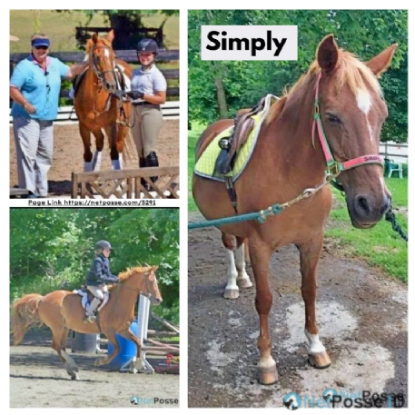 MISSING Horse - Simply