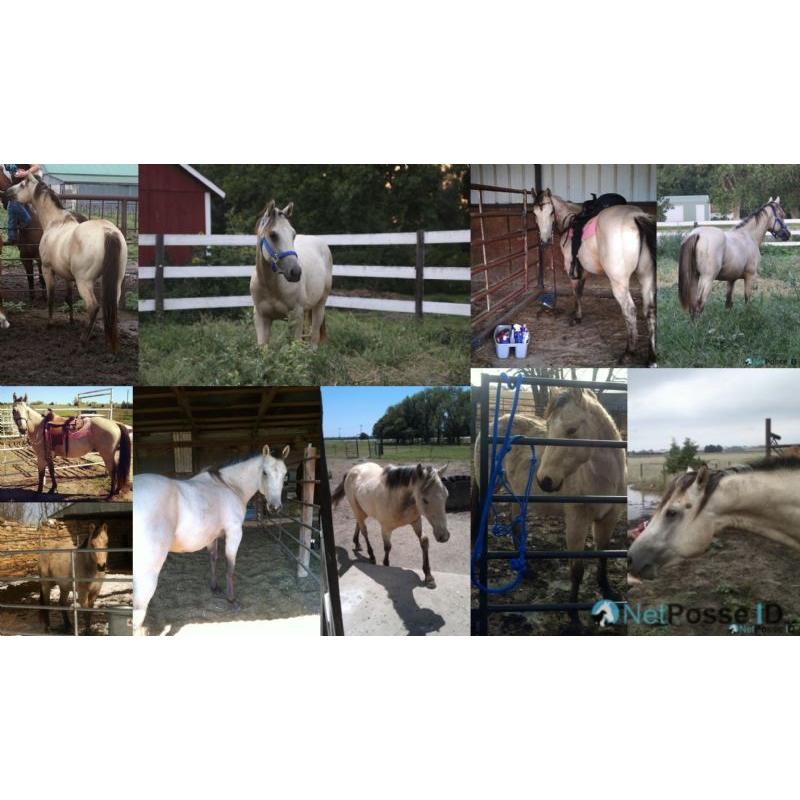 NetPosse ID Lost Horse, Stolen Horse, Missing Horse and Found Horse