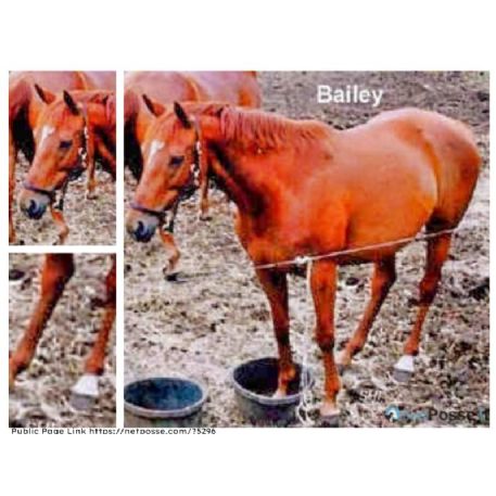 STOLEN Horse - Bailey