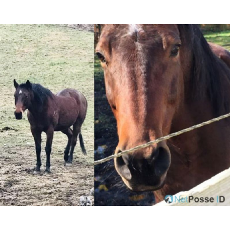craigslist horses for sale in washington