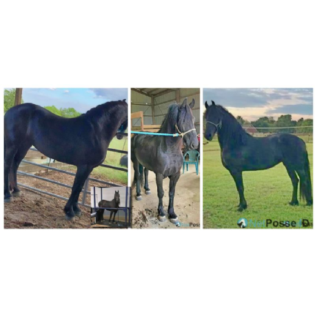 STOLEN Horse - Talida - REWARD