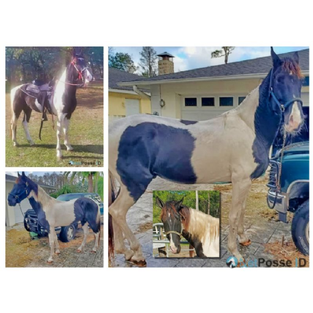 MISSING Horse - Big John - REWARD