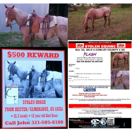 STOLEN Horse - Muchos Red Flash