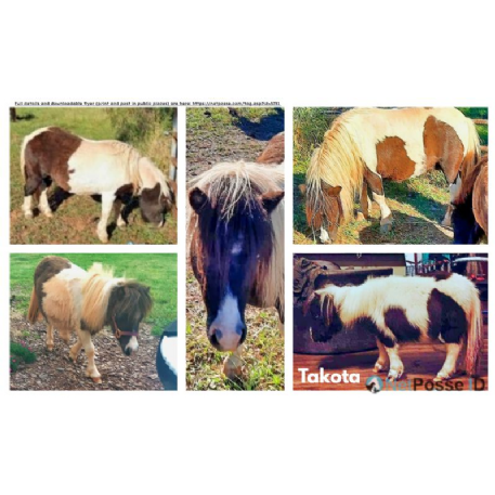 MISSING Horse - Takoda 