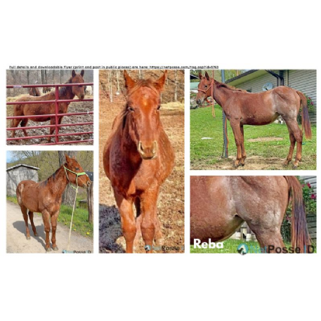 MISSING Horse - Reba