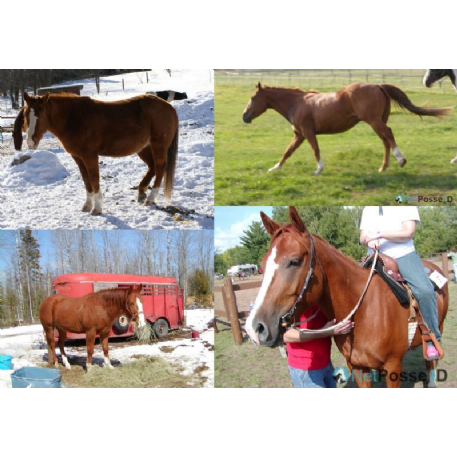 MISSING Horse - Macs Tonto Mcque