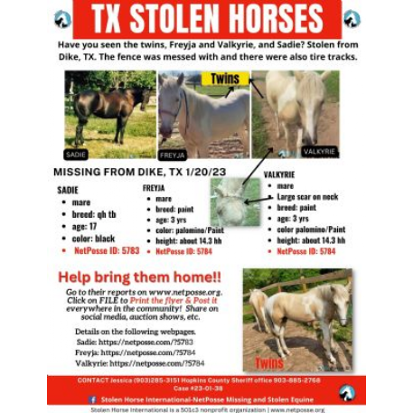 STOLEN Horse - Sadie