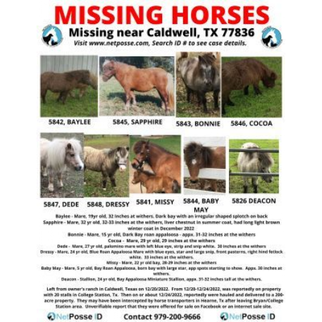 MISSING Horse - Diamond Oaks Deacon