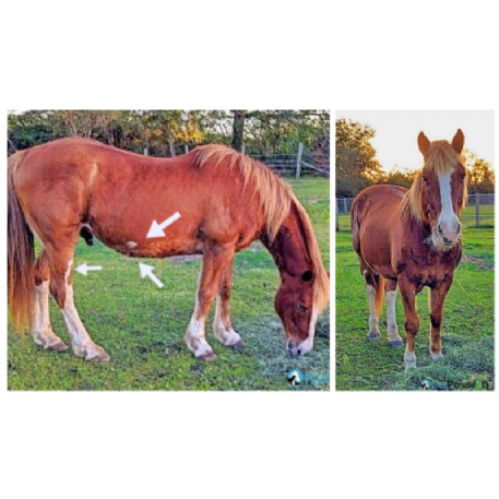 STOLEN Horse - Whiskey - REWARD