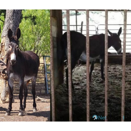 SEARCHING FOR Donkey - Isaura