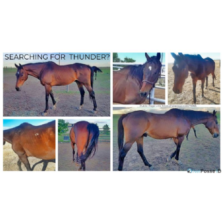 SEARCHING FOR Horse - Thunder 