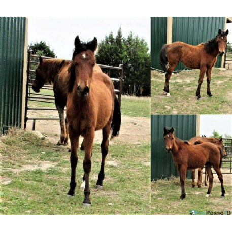 SEARCHING FOR Horse - Precious Petunia