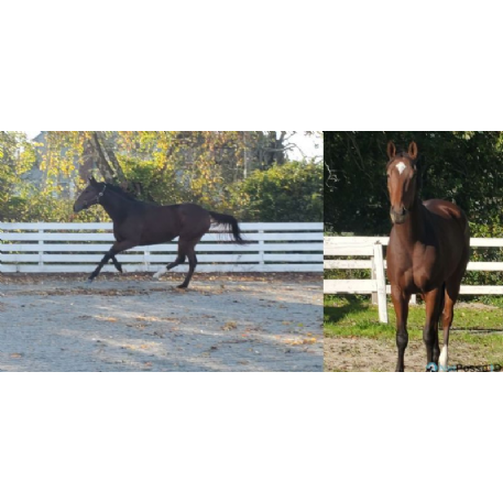 MISSING Horse - Saratoga Commando 