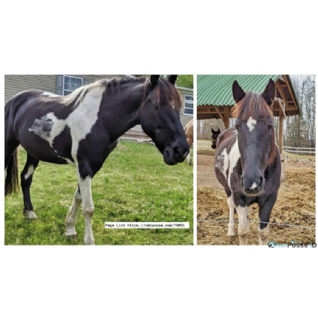 SEARCHING FOR Horse - Gypsy Diamond - REWARD