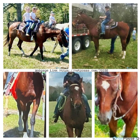 STOLEN Horse - Bay Mare 