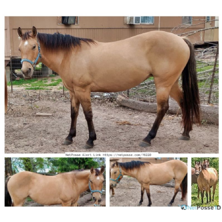 MISSING Horse - Buttercup 