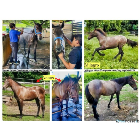 STOLEN Horse - Venus - REWARD