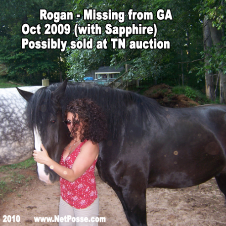 MISSING Horse - Rogan