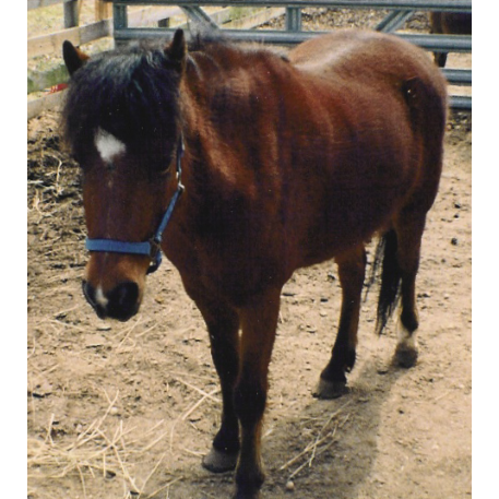 MISSING Horse - DAKOTA 