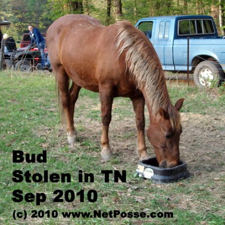 STOLEN Horse - Bud