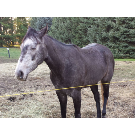 STOLEN Horse - Requesting Action