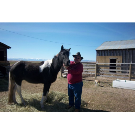 STOLEN Horse - Born Cruisin the Flathead