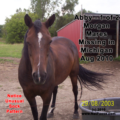 MISSING Horse - Honey Creek Tiger Lily