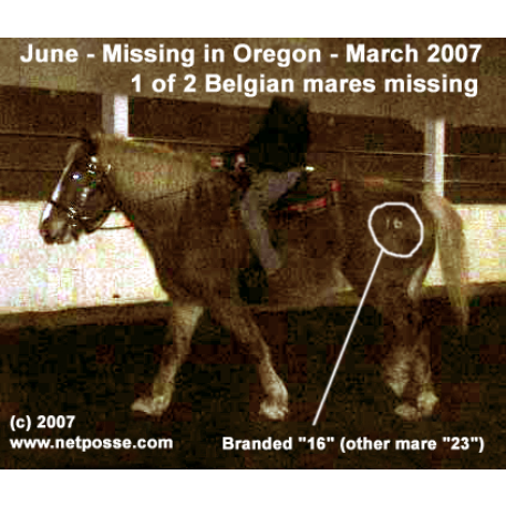 MISSING Horse - June