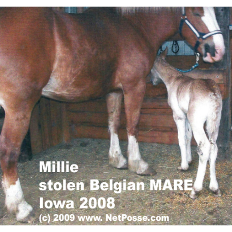 STOLEN Horse - Spring Water Millie