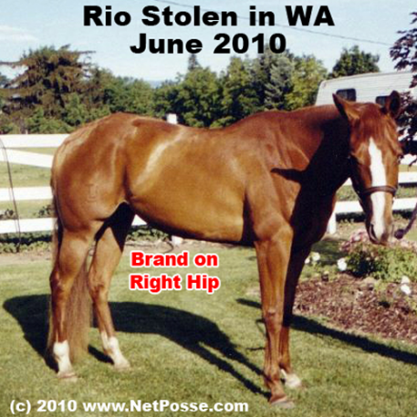 STOLEN Horse - Rios Ruby Red