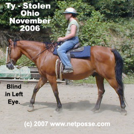 STOLEN Horse - Ty  