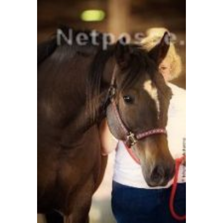 MISSING Horse - Dallas