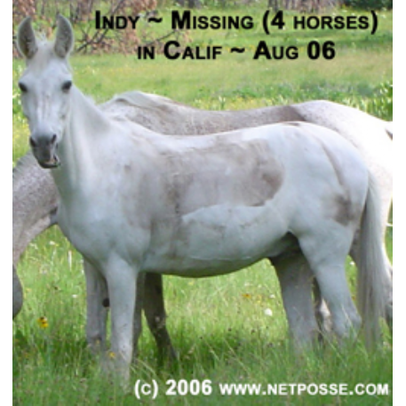 MISSING Horse - Shiloh