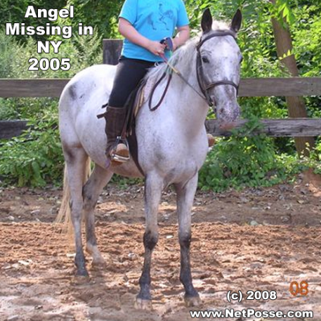 MISSING Horse - angel