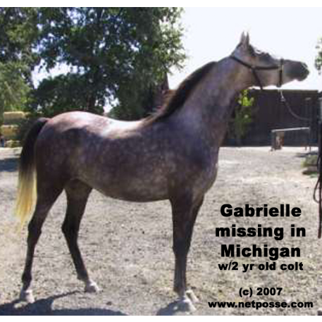 MISSING Horse - Gabriella Brahim