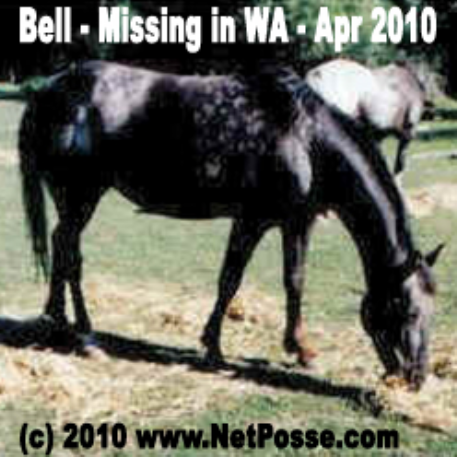 MISSING Horse - Gypsys Romana