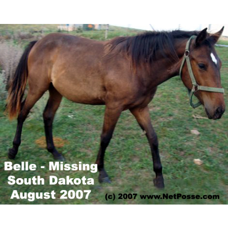 MISSING Horse - Belle