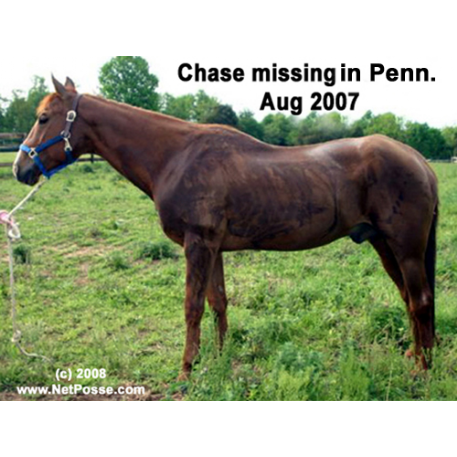 MISSING Horse - Izzy