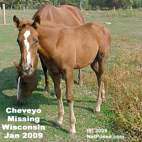 MISSING Horse - WCD Cheveyo Wind