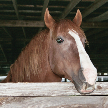 MISSING Horse - Eb's Storming Around