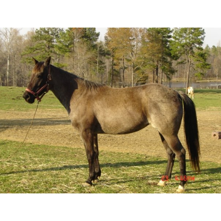 STOLEN Horse - Cee Sweet Iris