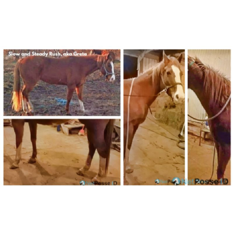 MISSING Horse - Slow and Steady Rush aka Greta