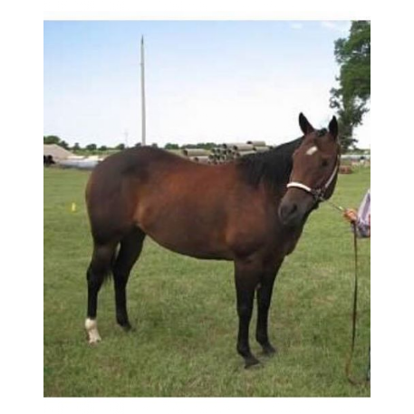 MISSING Horse - Hot Little Dixon