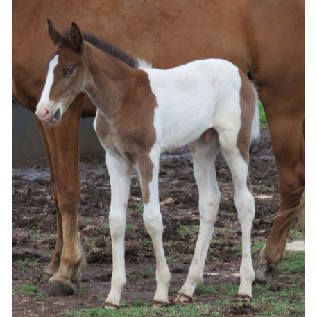 MISSING Horse - TN Walking Horse colt