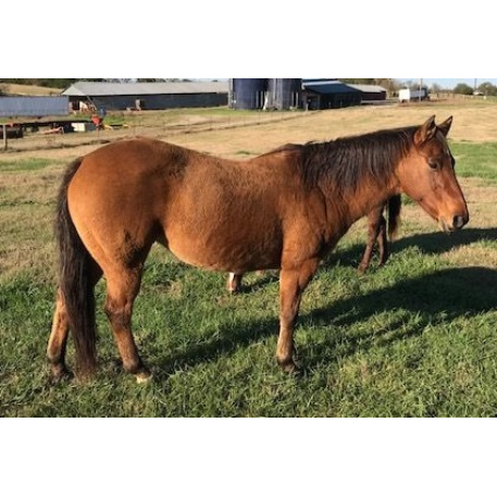 FOUND Quarter Horse Horse