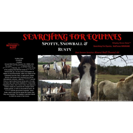 MISSING Horse - Spotty